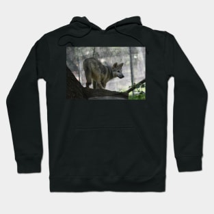 Wolf Pup Hoodie